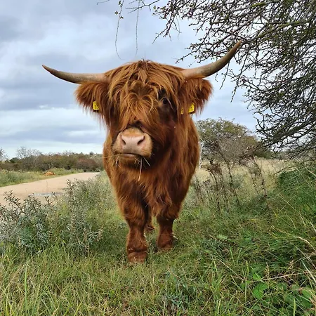 Sunny Dunes Zandvoort